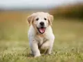 Ile żyją Golden Retrievery? Wydłuż życie psa: 10-12 lat to nie koniec!