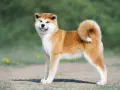 Akita Inu: Co jeść? Dieta idealna dla zdrowia i długiego życia psa