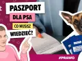 Paszport dla psa: od ręki, ale na podróż czekasz 21 dni!