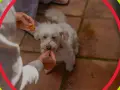 Do kiedy karma junior dla psa? Klucz do zdrowego rozwoju!