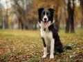 Czarno-biały border collie siedzi na tle jesiennego parku, z językiem na wierzchu.
