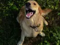 Golden Retriever: Koszty zakupu i utrzymania. Czy Cię na niego stać?