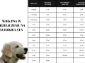 Labrador i Golden Retriever: Ile żyją? Zadbaj o ich długie lata!