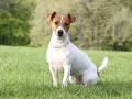 Jack Russell Terrier siedzący na trawie w słoneczny dzień, z drzewami w tle.