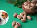 Pistacje dla psa? Dlaczego weterynarz odradza i co podać zamiast.