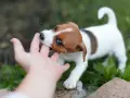 Szczeniak Jack Russell gryzie palec dłoni na tle zieleni.