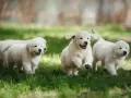 Gdzie kupić Golden Retrievera? Uniknij pseudohodowli! Poradnik