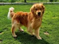Golden retriever bez rodowodu: Pozorna oszczędność czy pułapka?