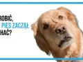 Złoty retriever z tekstem "Co zrobić, żeby pies zaczął słuchać?".