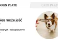 Pies patrzy na rękę trzymającą suszoną rybkę.