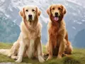 Dwa golden retrievery siedzące na trawie na tle gór.