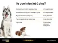 Ile posiłków dziennie dla szczeniaka? Optymalny plan żywienia