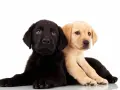 Dwa szczenięta labradora, czarne i beżowe, leżą obok siebie na białym tle.