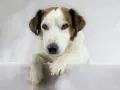 Pies rasy jack russell terrier z brązowymi łatami na głowie, leżący na białym tle.