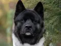 Ile żyje akita amerykańska? Zadbaj o zdrowie na lata!