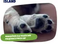 Szczeniak i kości: Dlaczego weterynarze mówią NIE? Poznaj prawdę!