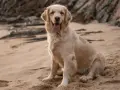 Golden Retriever: Kiedy naprawdę dorasta? Fizycznie i mentalnie.