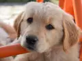 Żywienie szczeniaka Golden Retrievera: Klucz do zdrowych stawów