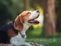Szczeniak beagle leżący na trawie z otwartym pyskiem i wystawionym językiem.