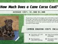 Ile kosztuje szczeniak Cane Corso? Poznaj realne ceny i ukryte koszty