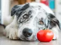 Pies rasy border collie leży obok czerwonego pomidora.