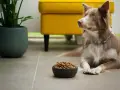 Jaka sucha karma dla psa? Wybierz idealną dla Twojego pupila!