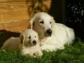 Golden Retriever: Kiedy rośnie na wysokość, a kiedy dojrzewa?