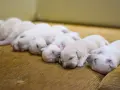 Kilka śpiących, jasnych szczeniąt leżących obok siebie na brązowej kanapie.
