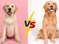 Labrador vs Golden Retriever: Który pies pasuje do Ciebie?