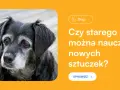 Jak wytresować dorosłego psa? Obal mity i rozwiąż problemy!