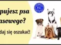 Jak kupić zdrowego owczarka niemieckiego? Uniknij pseudohodowli!