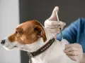 Weterynarz w rękawiczkach podaje zastrzyk małemu psu rasy Jack Russell Terrier.