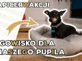 Poidło dla psa DIY: Zrób to sam! Proste instrukcje i porady eksperta