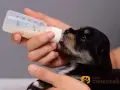 Mleko zastępcze dla szczeniąt: Jak karmić osieroconego malucha?