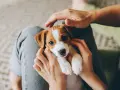 Uroczy szczeniak Jack Russell Terrier w rękach osoby, siedzący na kolanach.
