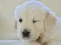 Uroczy szczeniak golden retriever mruży jedno oko na jasnym tle.
