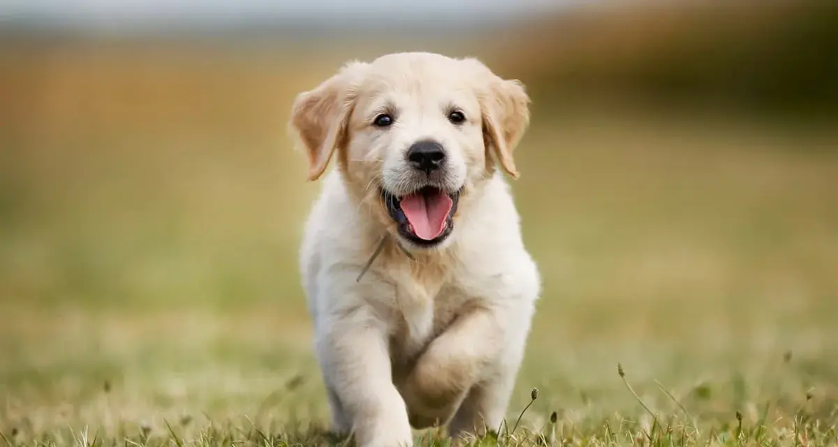 Ile żyją Golden Retrievery? Wydłuż życie psa: 10-12 lat to nie koniec!
