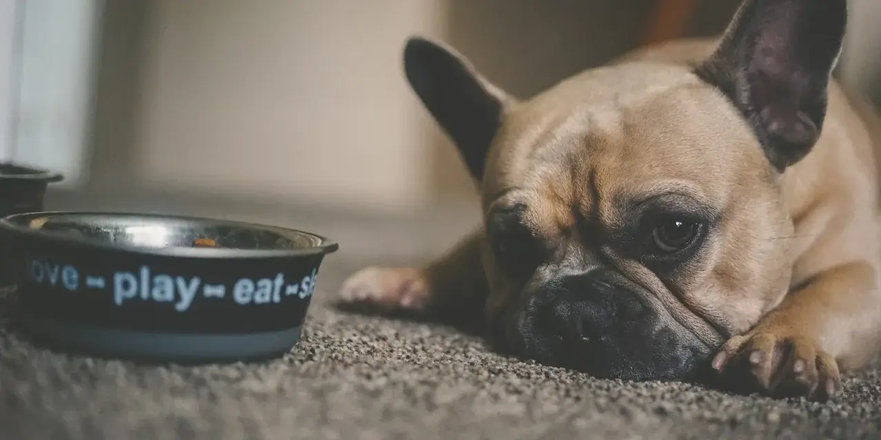 Brązowy buldog francuski leży obok miski z napisem "love-play-eat".