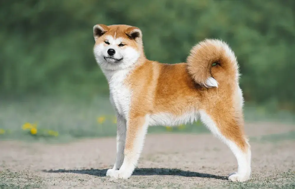 Akita Inu: Co jeść? Dieta idealna dla zdrowia i długiego życia psa