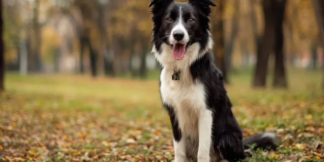 Czarno-biały border collie siedzi na tle jesiennego parku, z językiem na wierzchu.