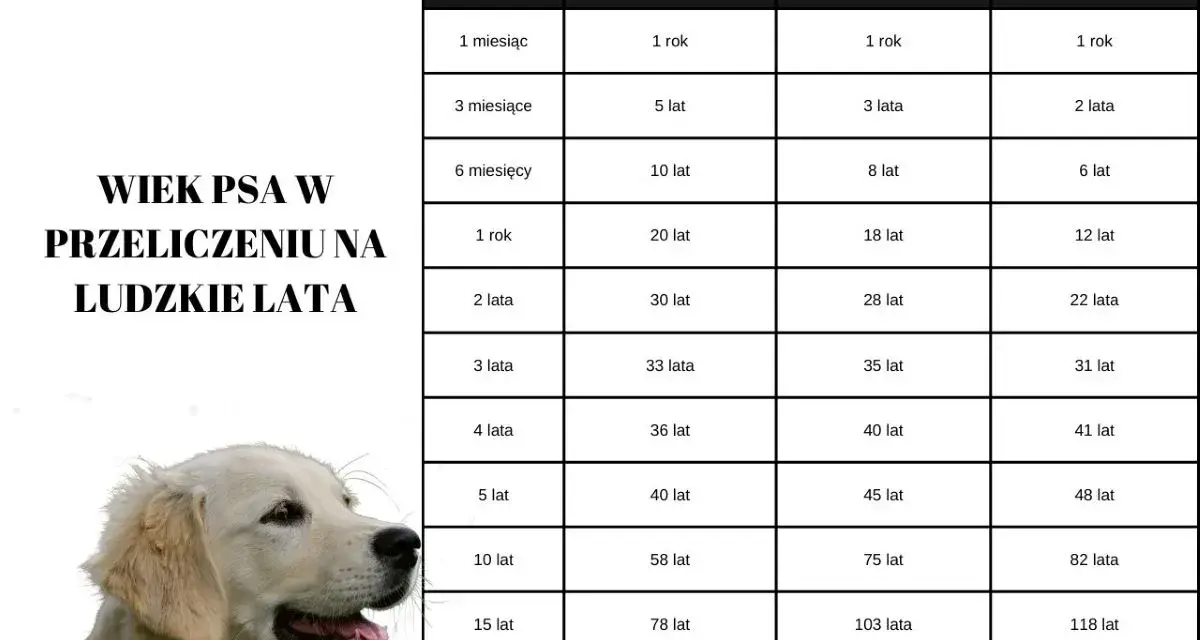 Labrador i Golden Retriever: Ile żyją? Zadbaj o ich długie lata!