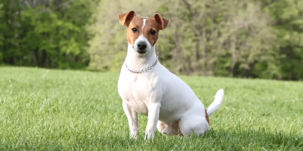 Jack Russell Terrier siedzący na trawie w słoneczny dzień, z drzewami w tle.