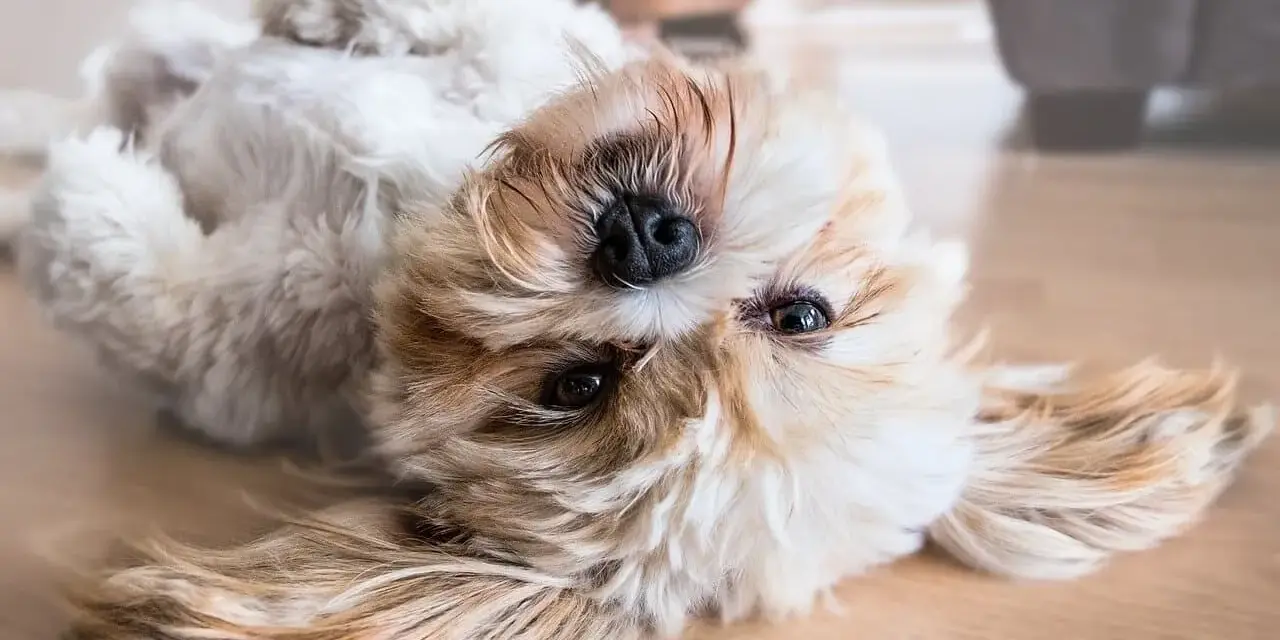 Uroczy szczeniak shih tzu leżący na plecach na drewnianej podłodze.