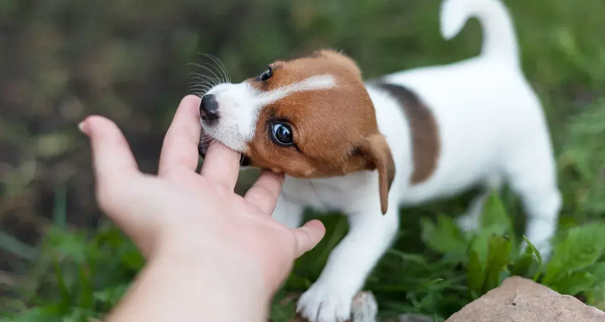 Szczeniak Jack Russell gryzie palec dłoni na tle zieleni.
