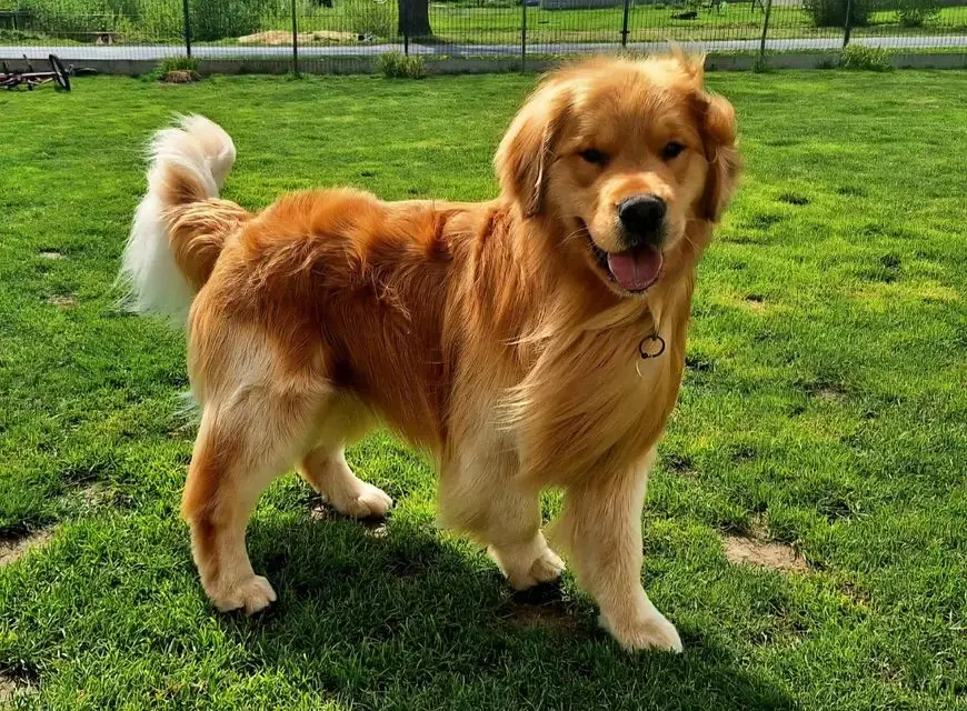 Golden retriever bez rodowodu: Pozorna oszczędność czy pułapka?