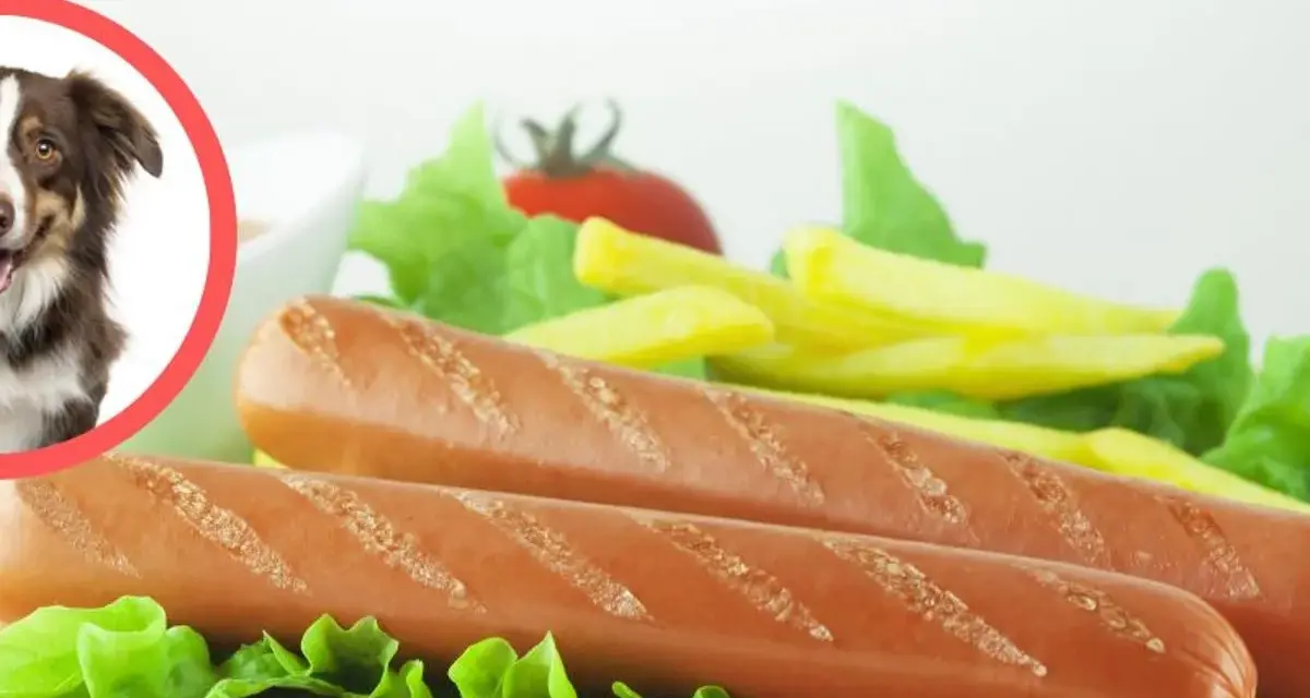 Czy pies może jeść parówki? Poznaj ukryte zagrożenia i bezpieczne smakołyki