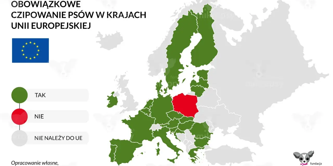 Czipowanie psa: Po co, jak działa i co z nowym prawem od 2026?