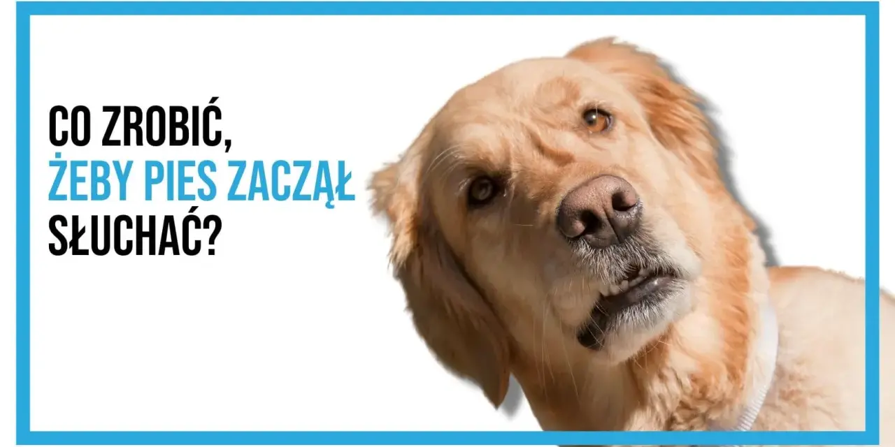 Złoty retriever z tekstem "Co zrobić, żeby pies zaczął słuchać?".