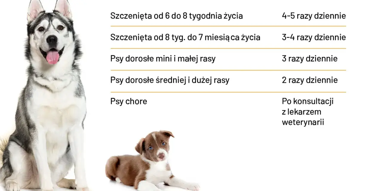 Ile posiłków dziennie dla szczeniaka? Optymalny plan żywienia