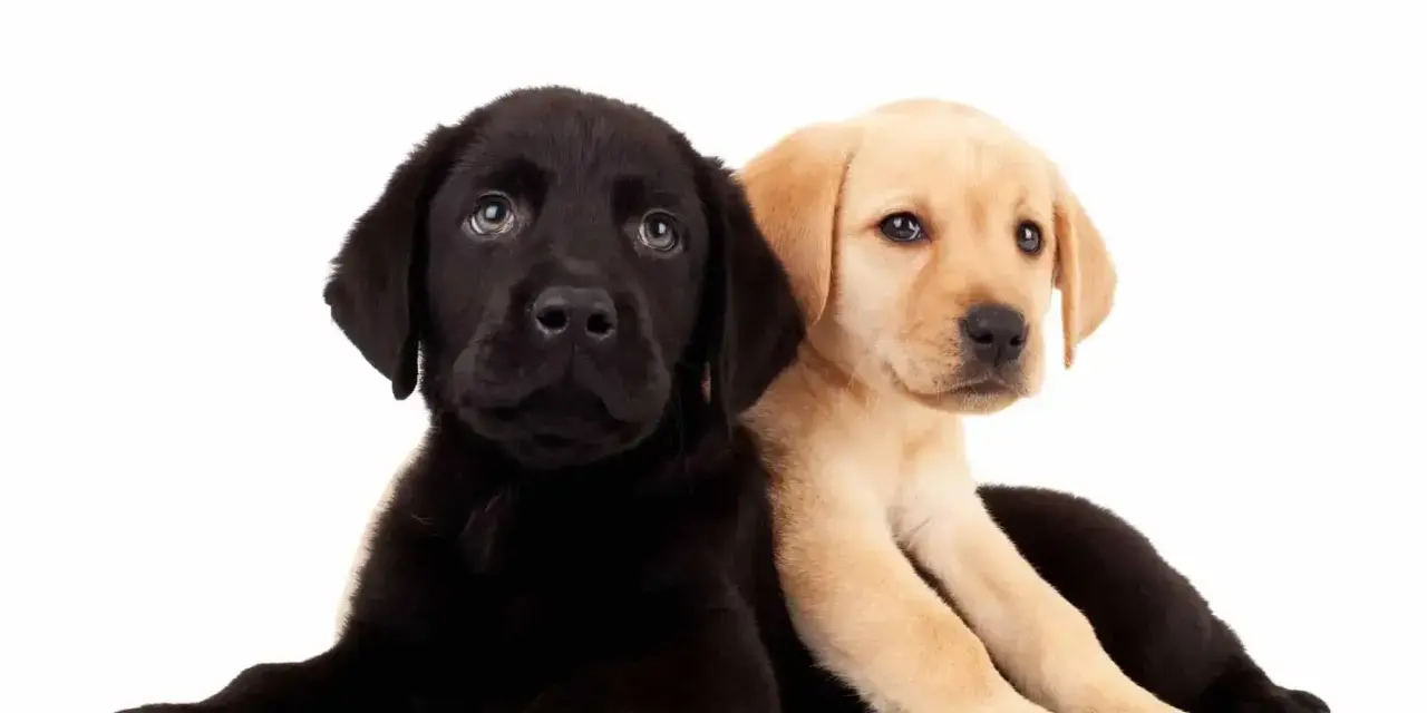 Dwa szczenięta labradora, czarne i beżowe, leżą obok siebie na białym tle.